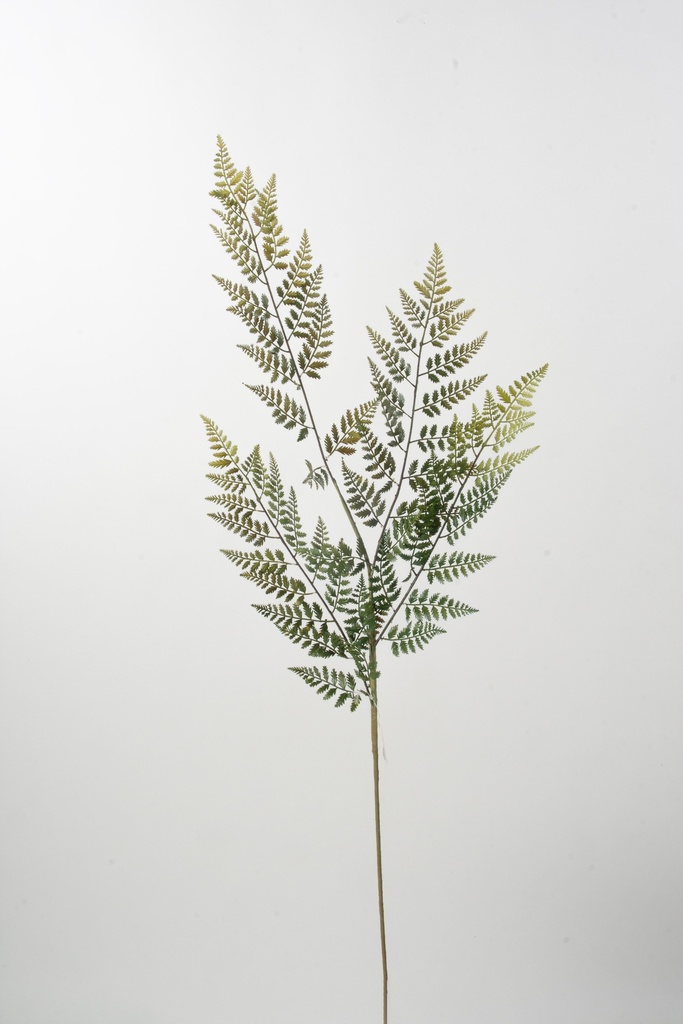 Fern Branch 