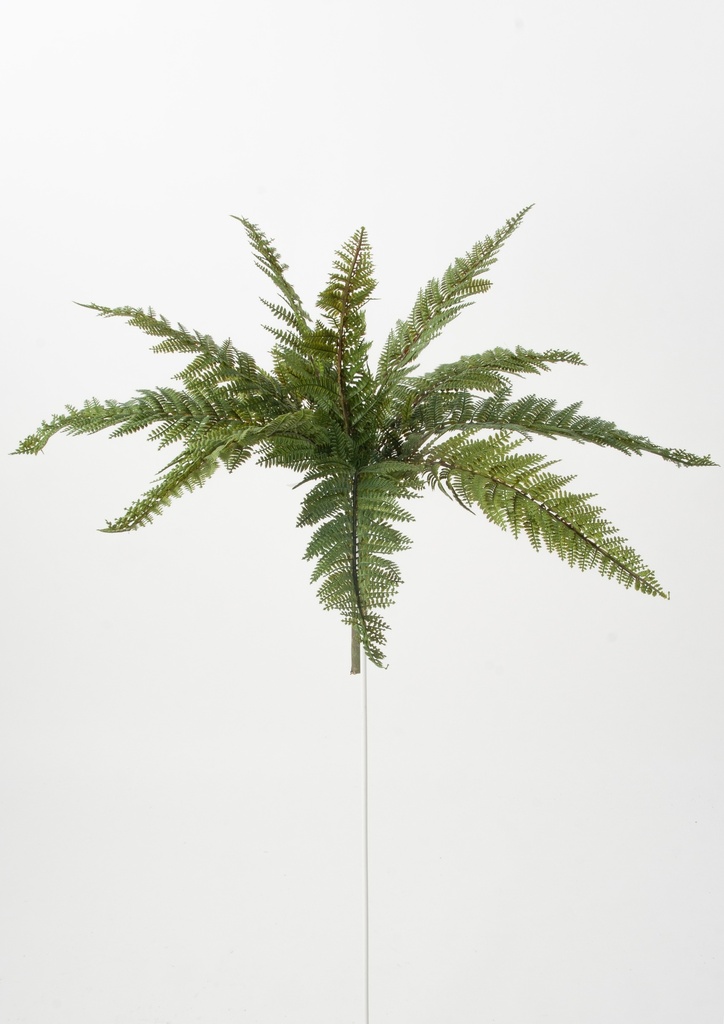 fern bush