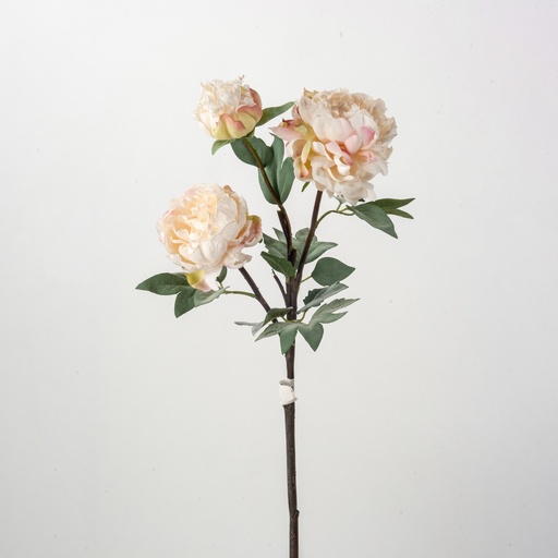 peony 