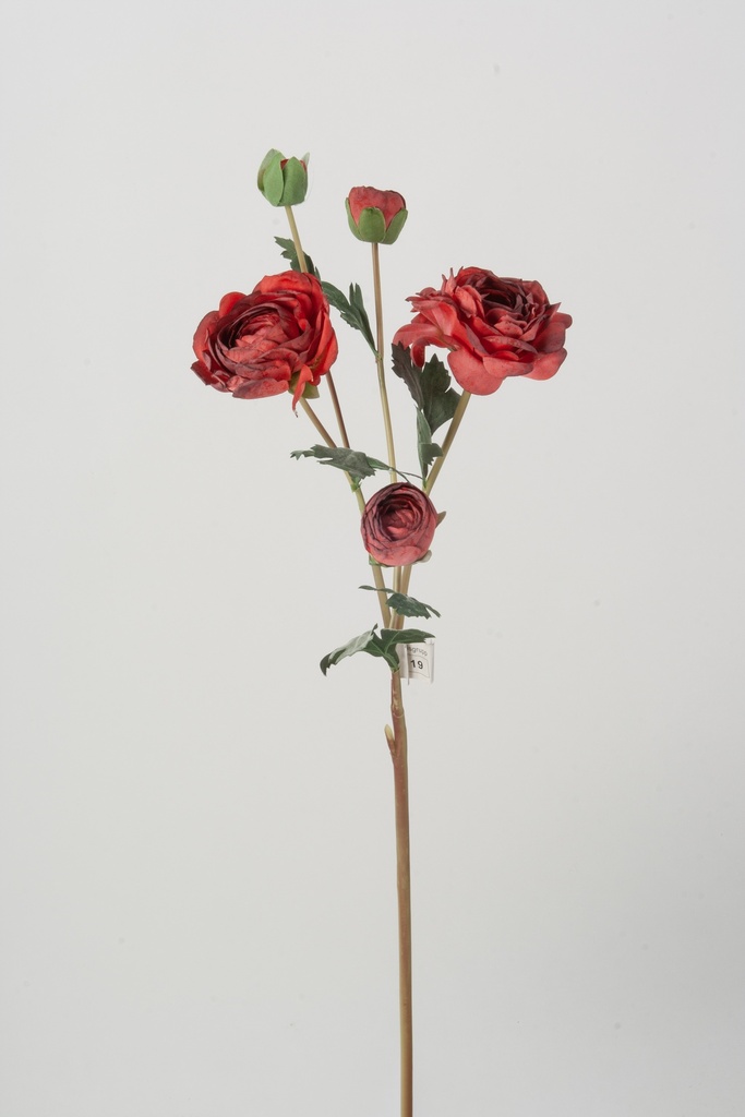 Ranuculus 