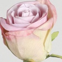 [4010] Rose (Alternative 2)