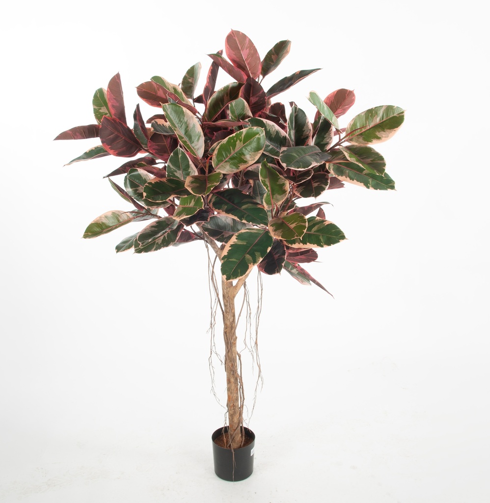 ficus elastica ruby 