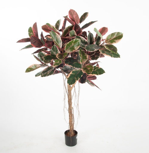[1277-150] ficus elastica ruby 