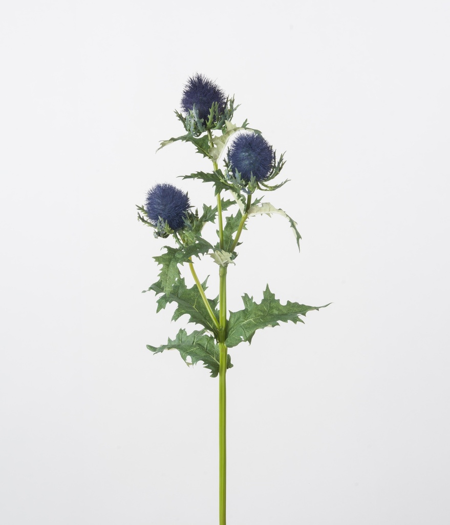 Thistle (Blue Thistle)