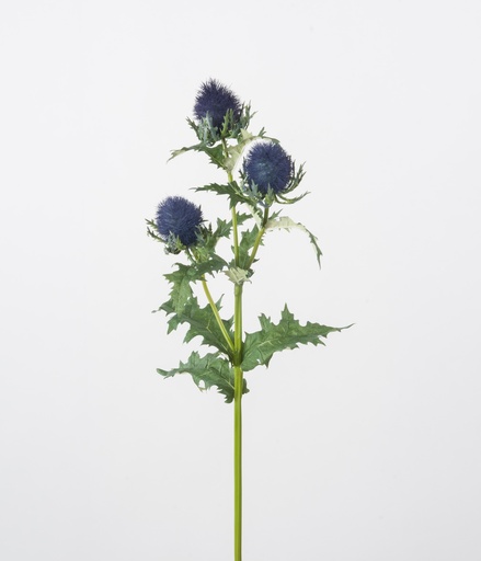 [4101] Thistle (Blue Thistle)