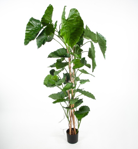 [1279-170] alocasia calidora 