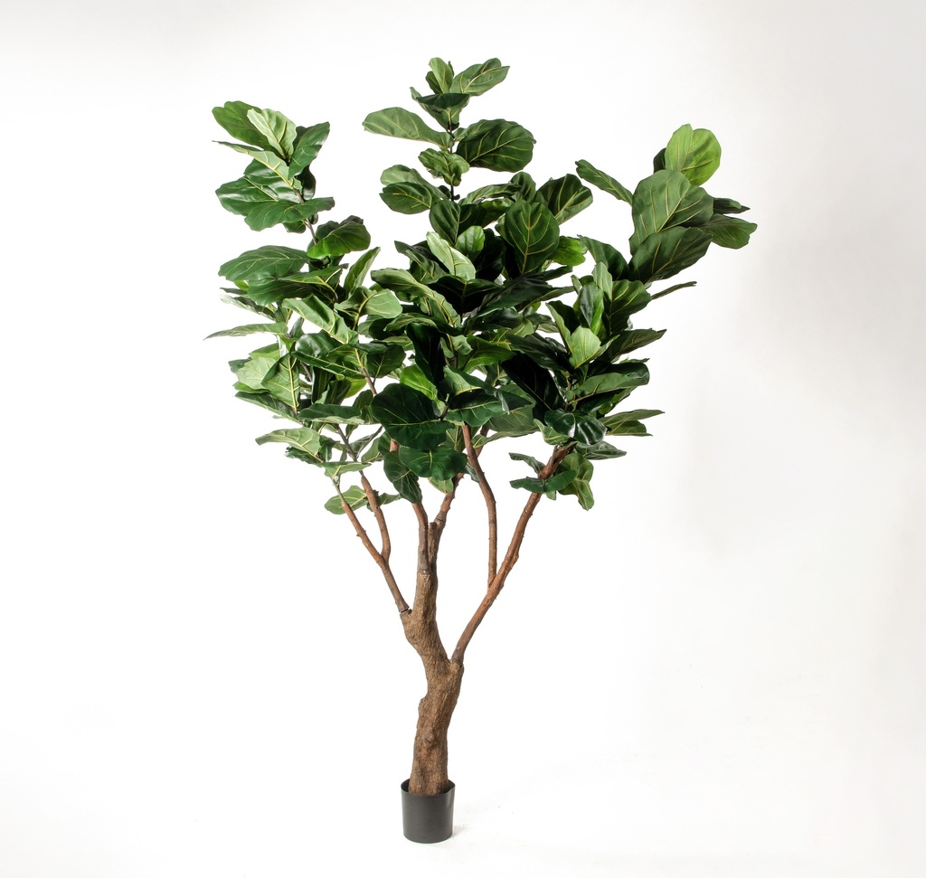 fiddle leaf 