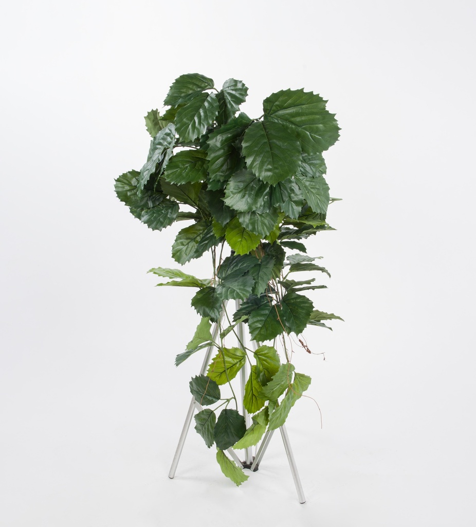 tetrastigma 