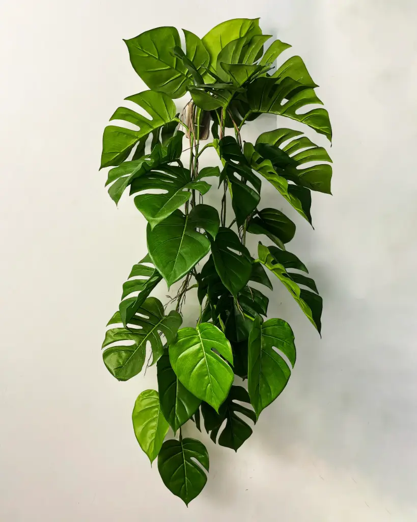 Monstera Deliciosa