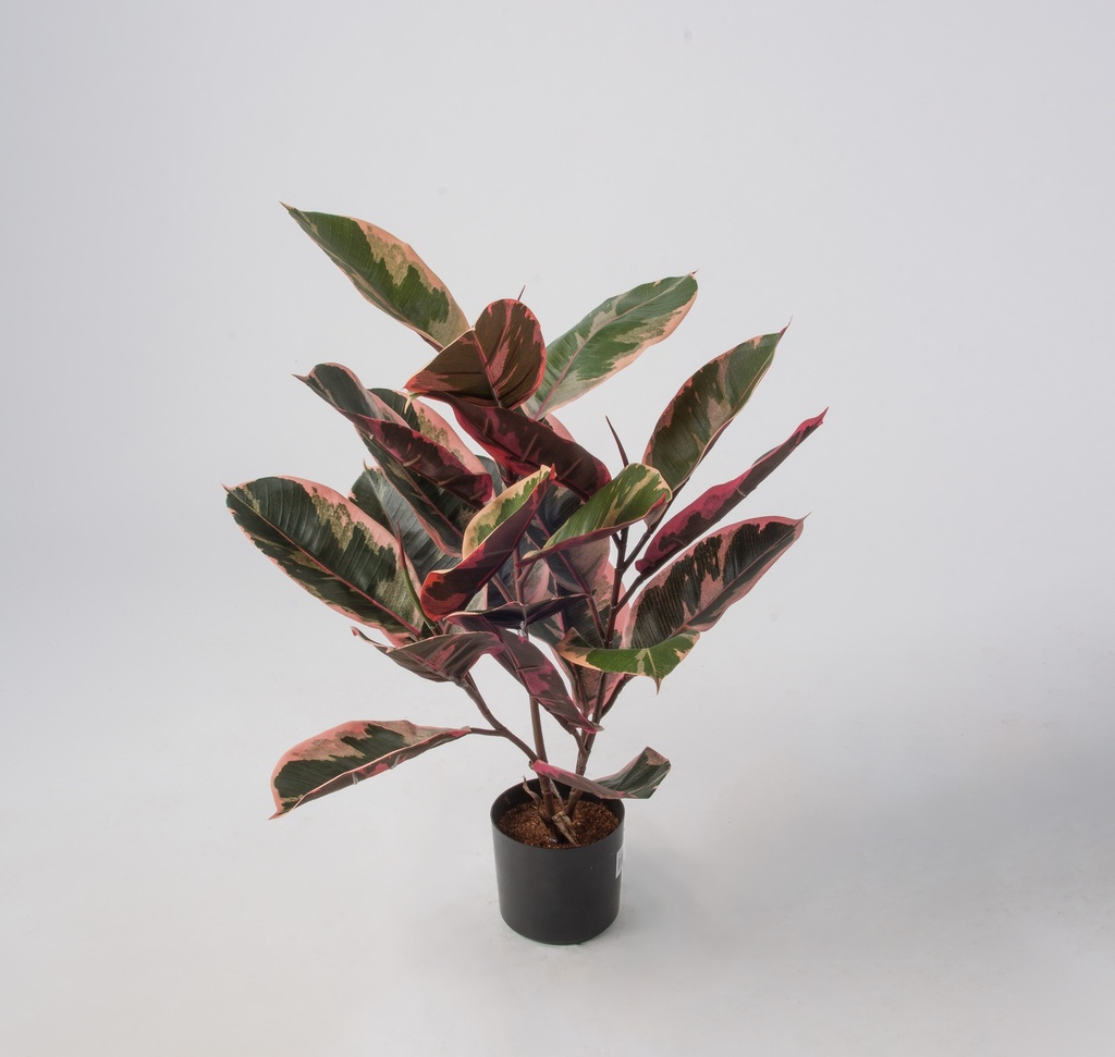ficus elastica ruby 