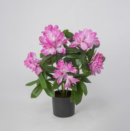 Rhododendron 
