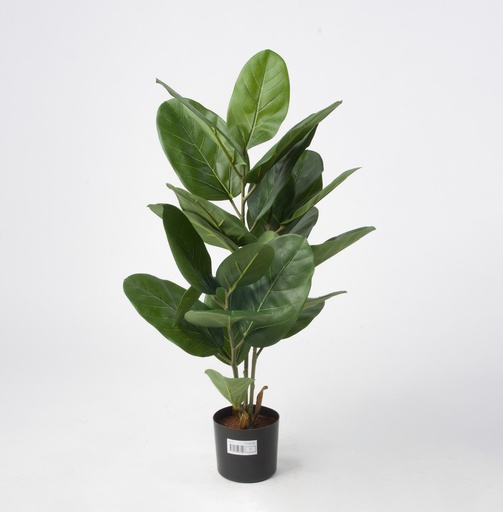 [5977] ficus audrey 