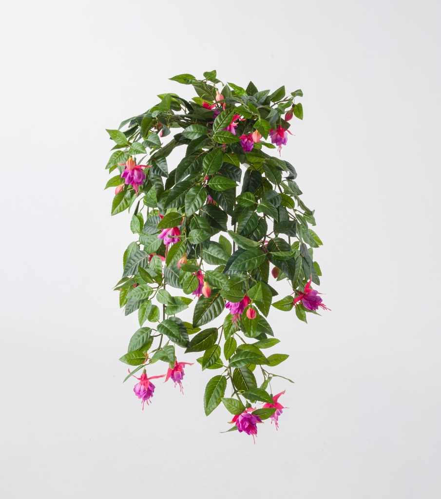 fuchsia 