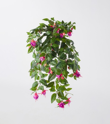 fuchsia 