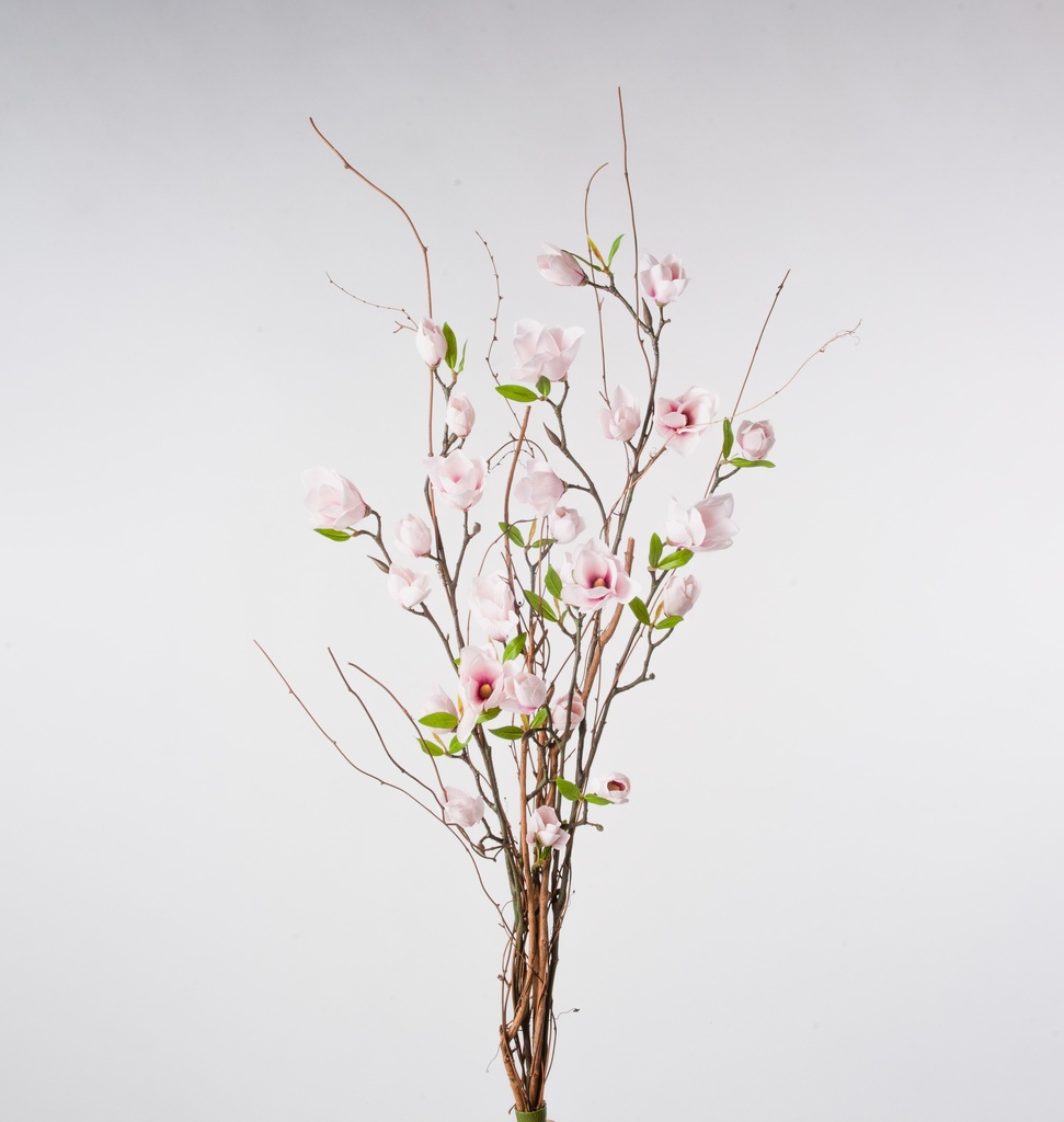 magnolia 