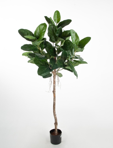 Ficus Audrey 