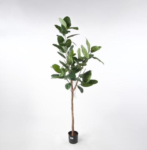 ficus audrey 