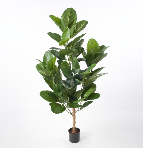 Ficus Audrey 