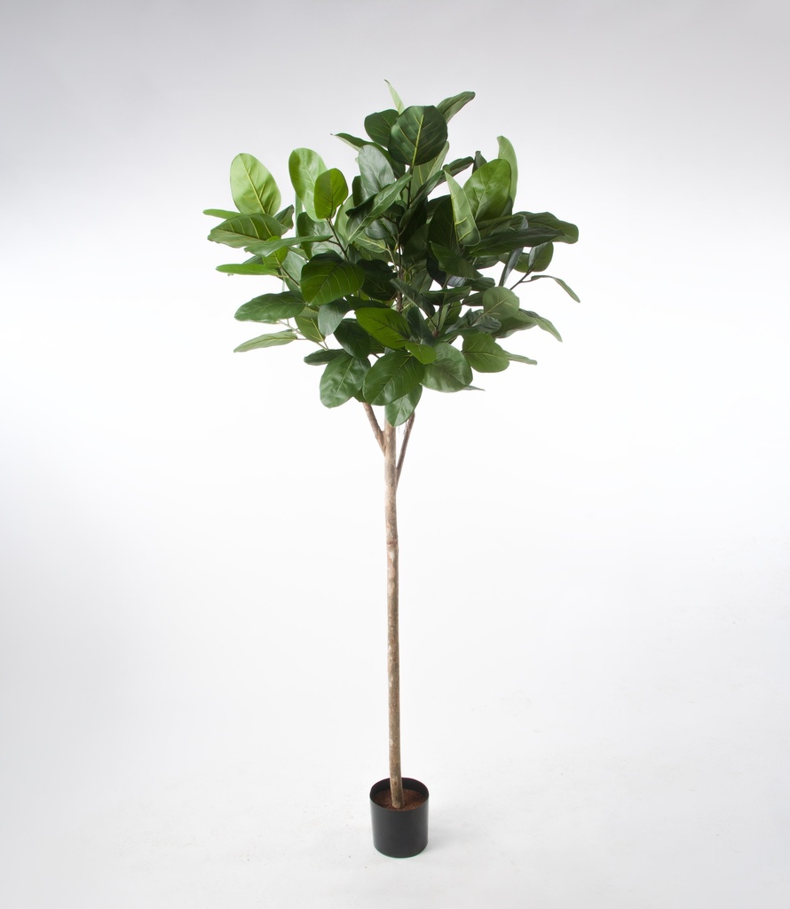 ficus audrey 