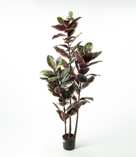 ficus elastica ruby 