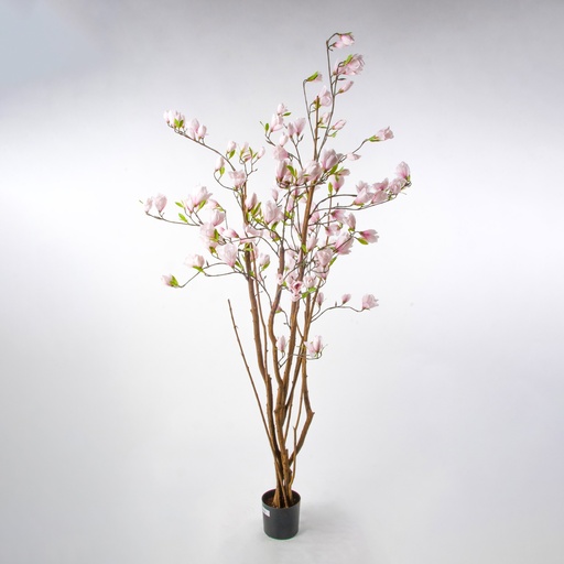 magnolia 