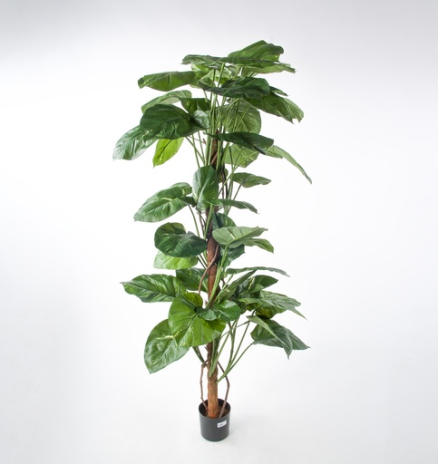 [1284-170] giant pothos 