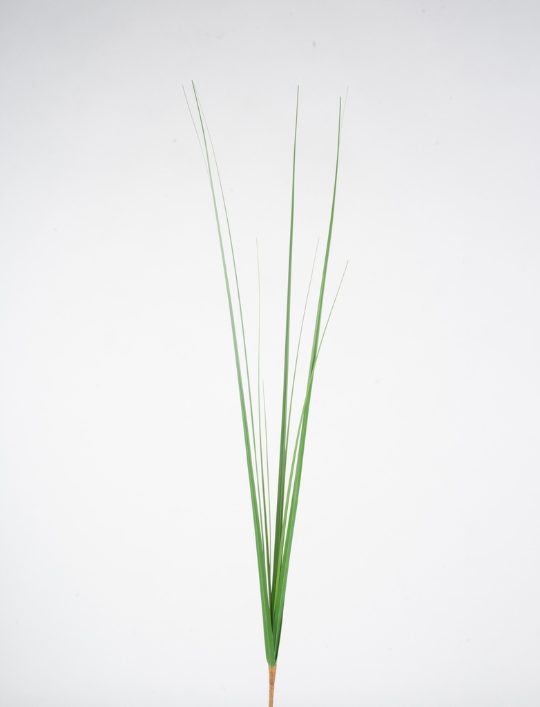 onion grass 