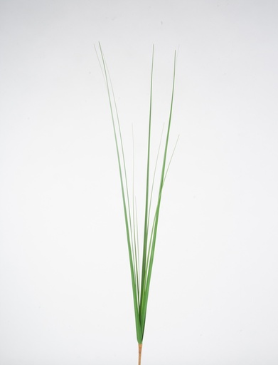 [2423] onion grass 