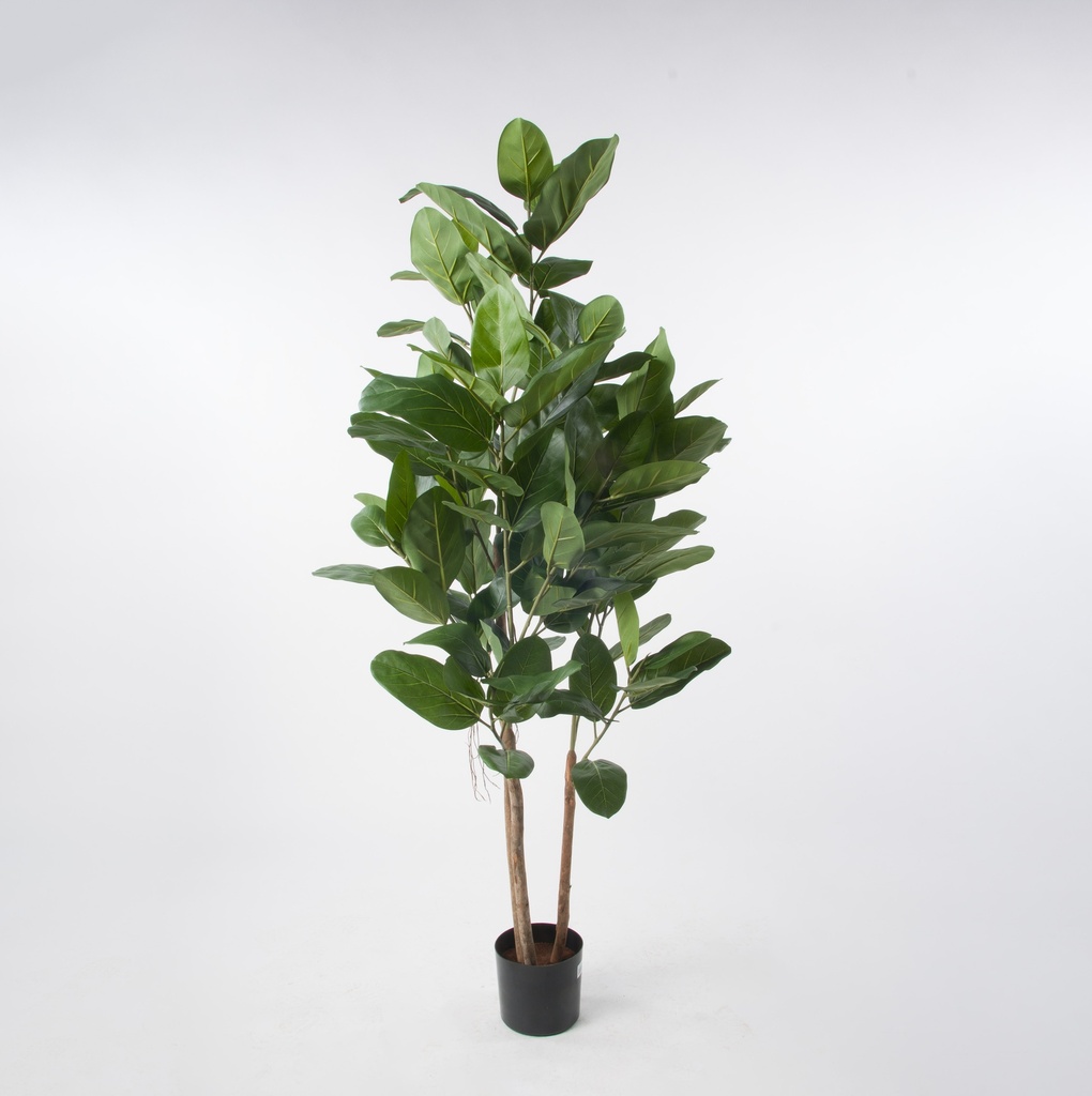Ficus Audrey 