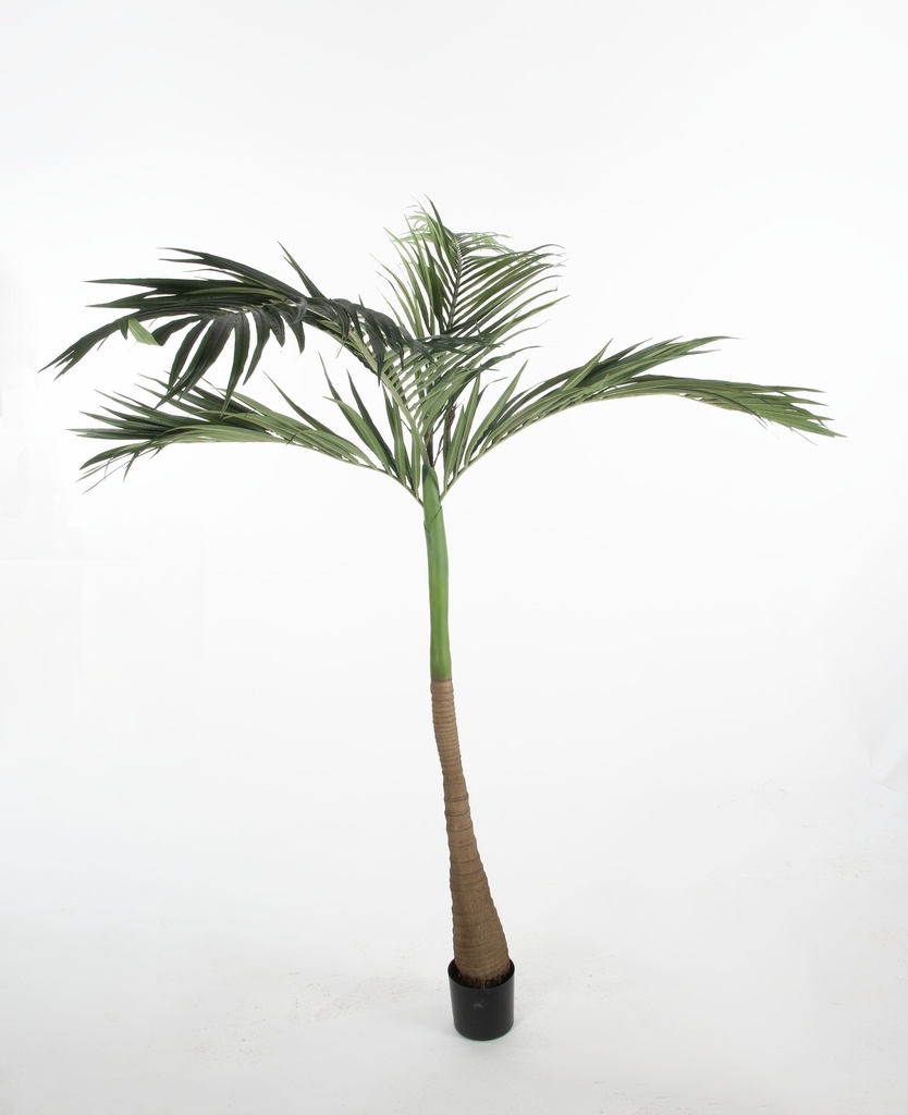 majesty palm 