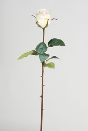 [4434] Rose dutchess (Alternative 1)