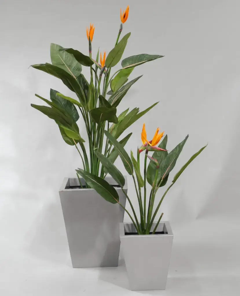 Strelitzia  