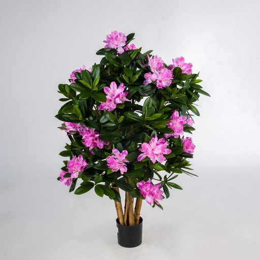 rhododendron 