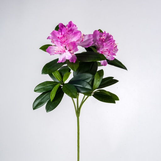 [90b] rhododendron branch 