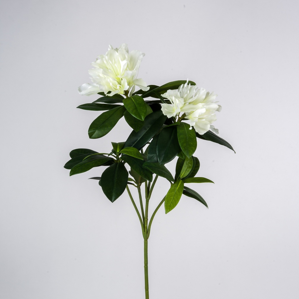 rhododendron 