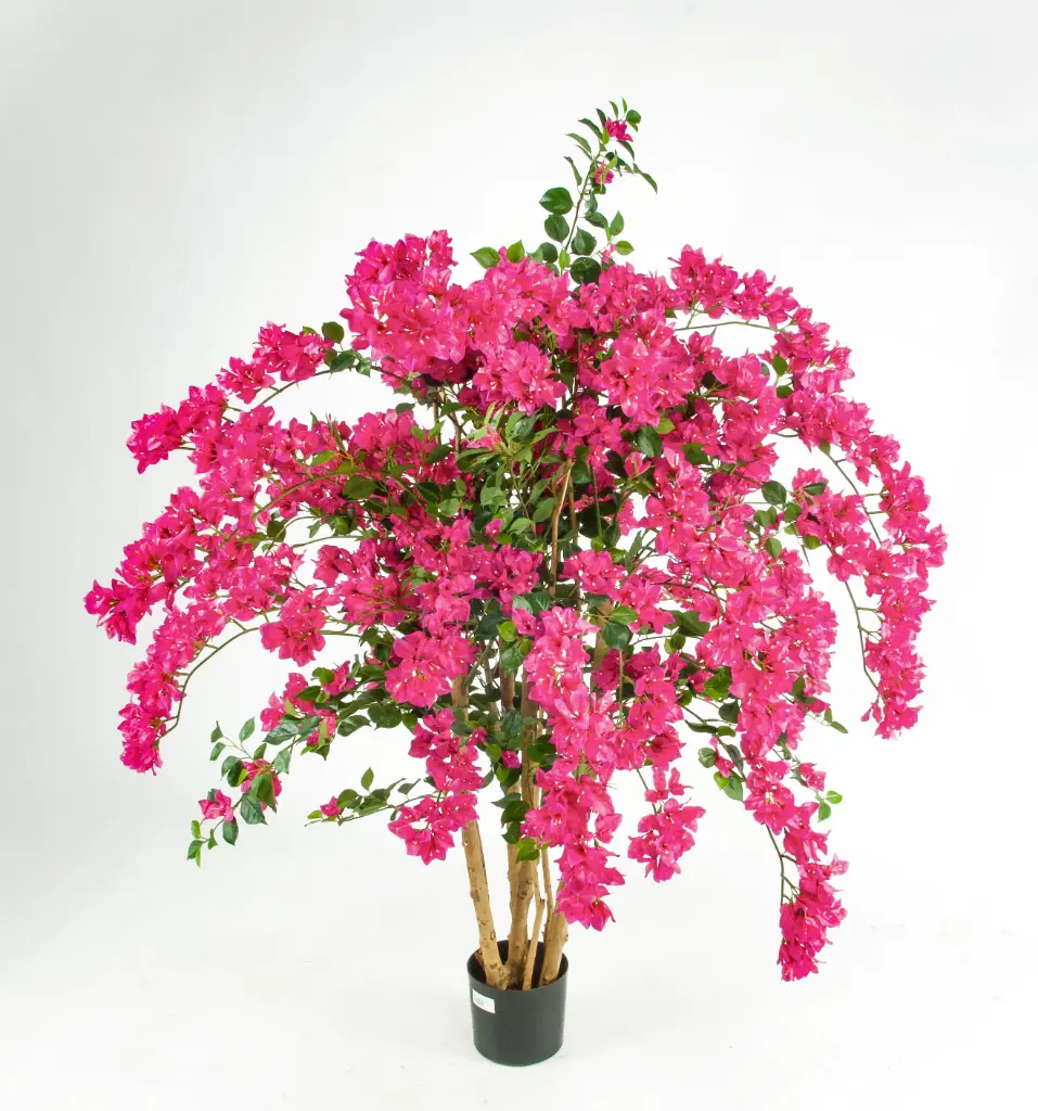 Bougainvillea 