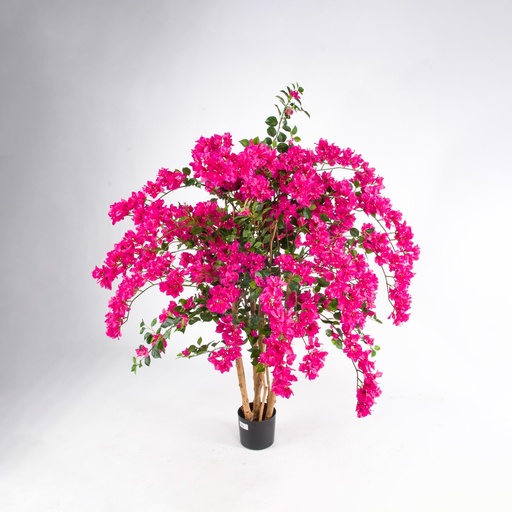 [1286-120] bouganvilla 