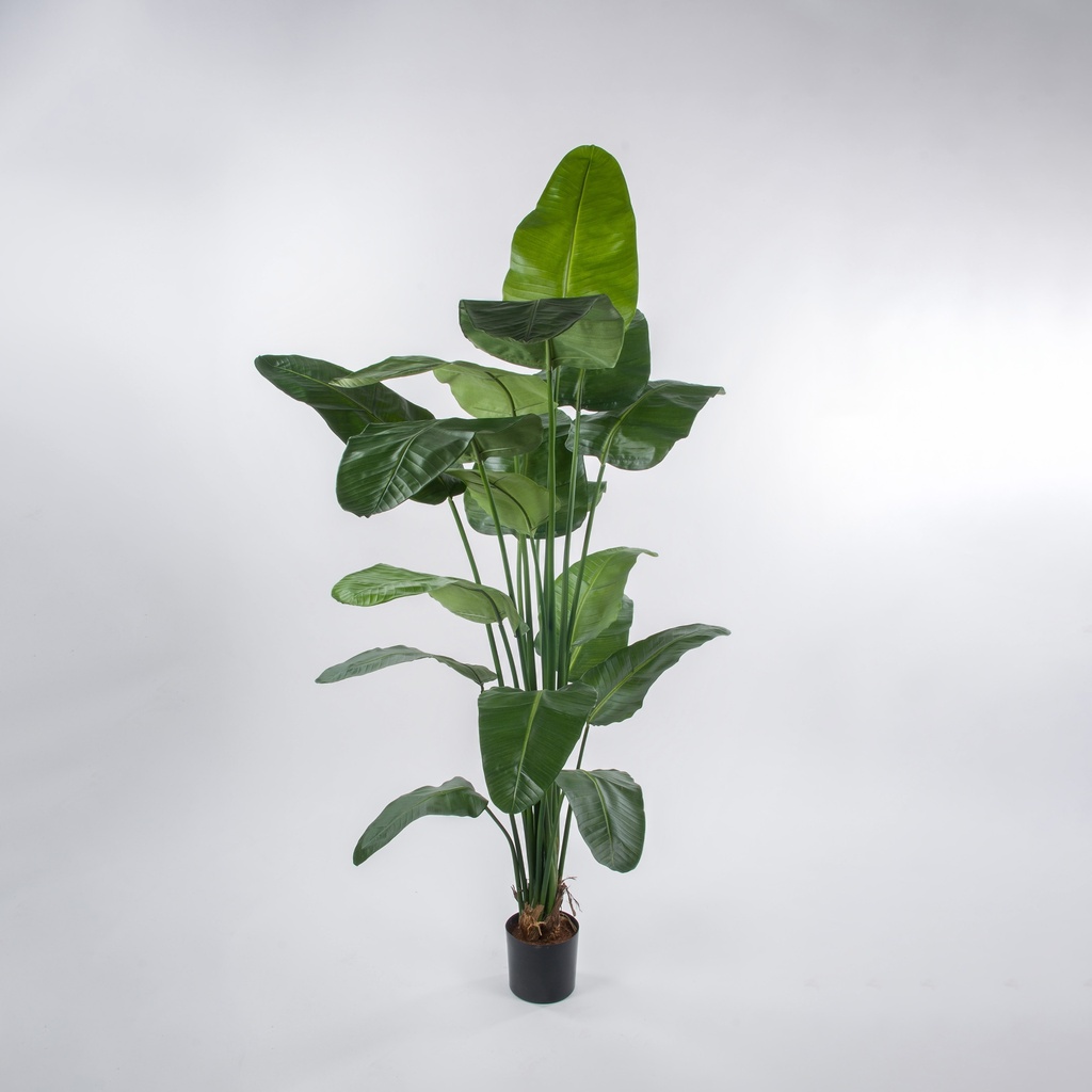 Strelitzia 