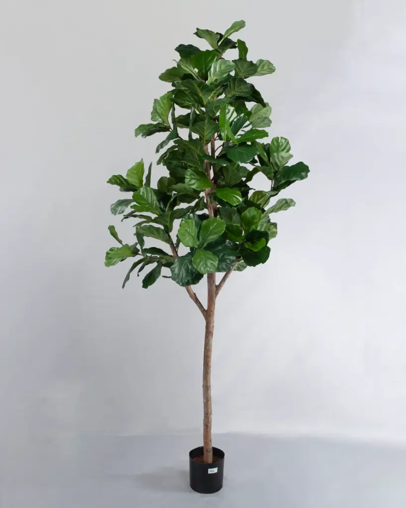 Fiddle Leaf