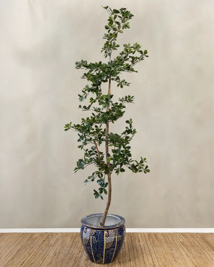Oriental Olive 