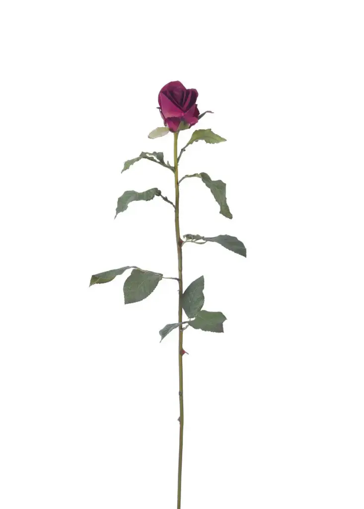 Rose Bud
