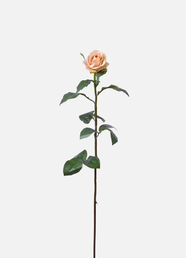 Rose Bud