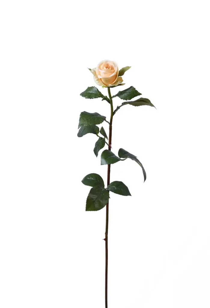 Rose Bud