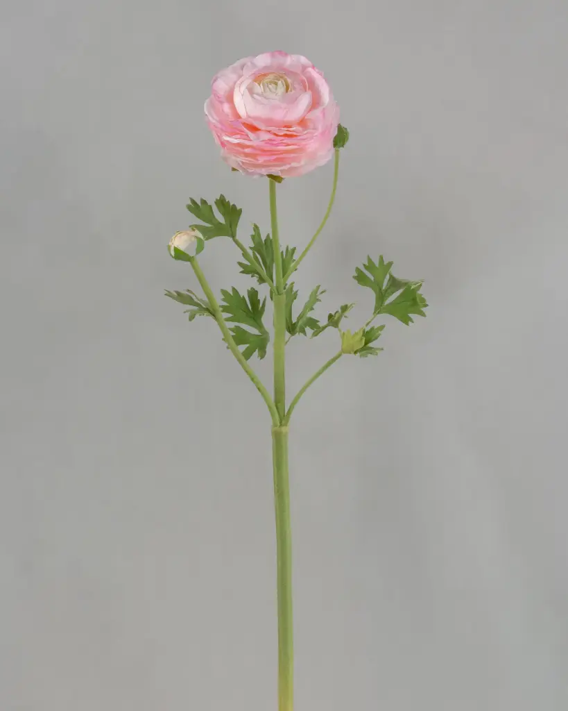 Ranunculus 