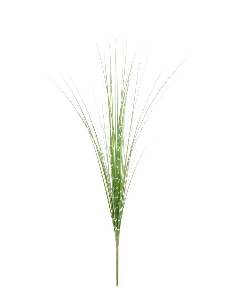 Zebra Onion Grass 