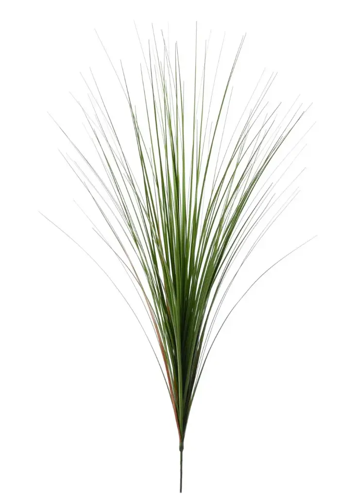 Onion Grass 