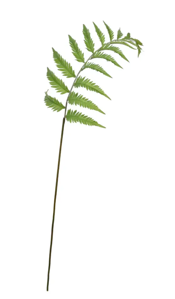 Fern Spray 