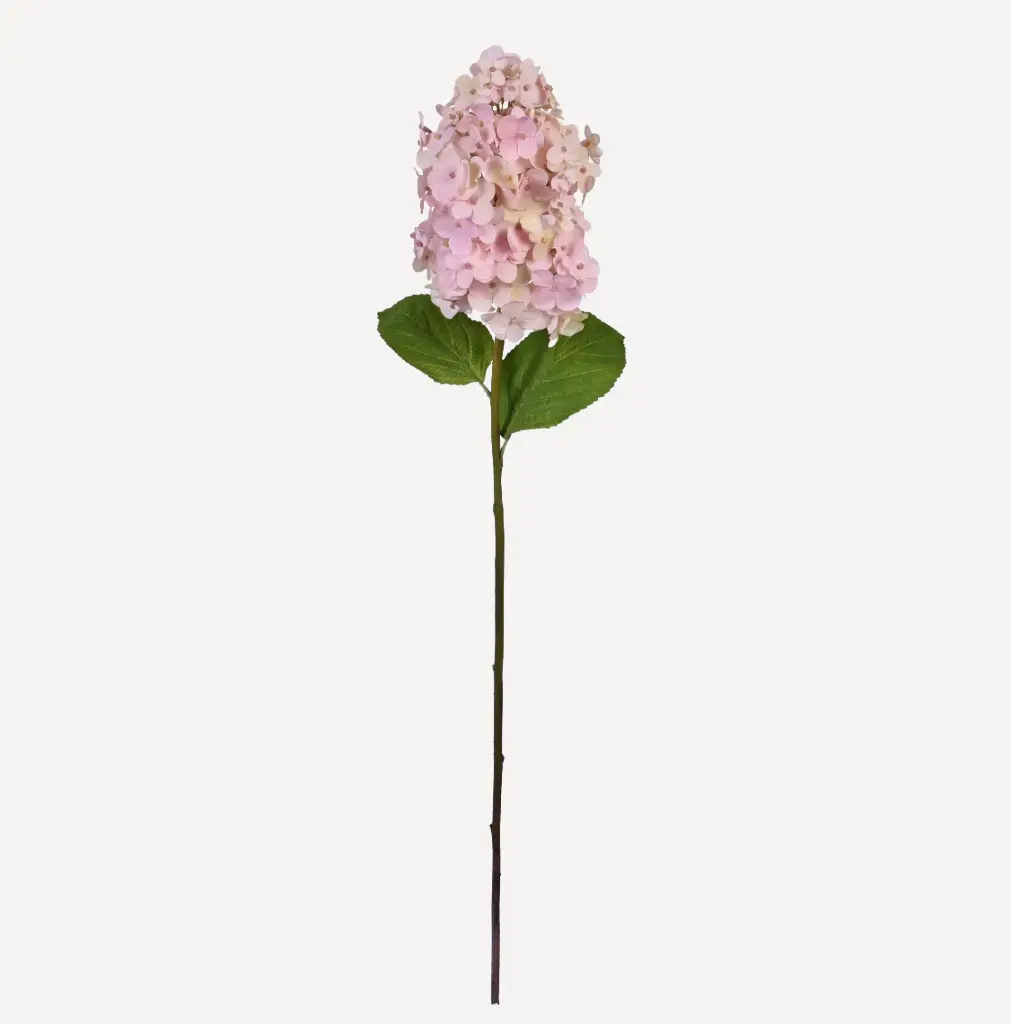 Hydrangea Paniculata