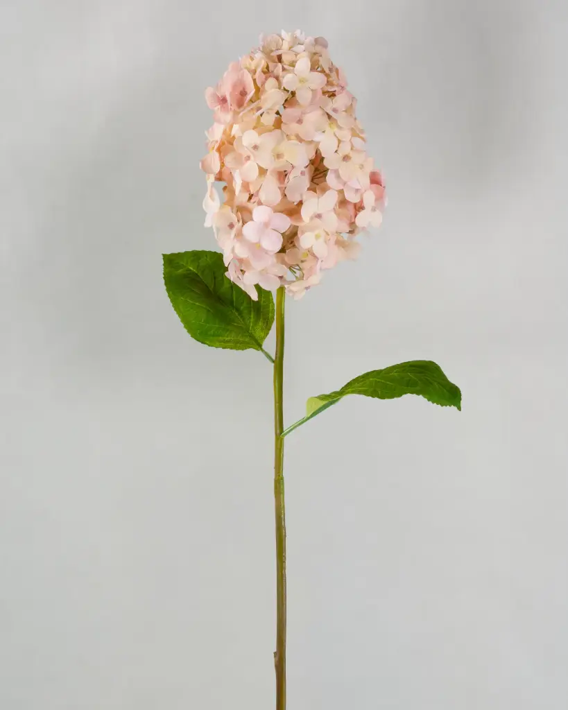 Hydrangea Paniculata