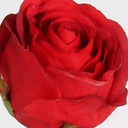 [4436] Rose dutchess (Alternative 3)